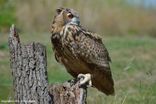 Great-Horned-Owl-367(800px).jpg