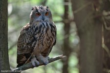 Great-Horned-Owl-490(800px).jpg