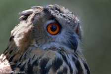 Great-Horned-Owl-500(800px).jpg