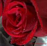Red Rose Close Up 8-30-2016.jpg