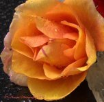 Peach Rose Close Up 8-30-2016.jpg