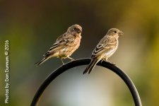 Morning on the Porch-3494-Edit.jpg