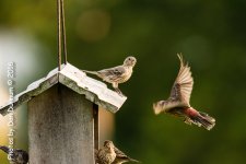 Morning on the Porch-3514-Edit.jpg