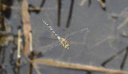 DSCN4333.jpg
