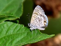 Hairstreak.jpg