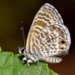 Hairstreak3.jpg