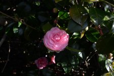 DSC_3986.jpg