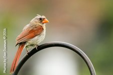 birds-3527-Edit.jpg
