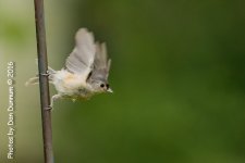 birds-3535-Edit.jpg