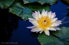 DAH_0090-2.jpg