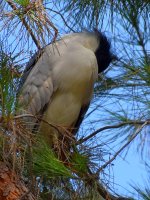 BlackHeron.jpg