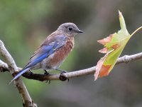 Bluebird.jpg