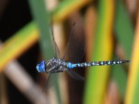 DragonFly2.jpg