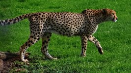 Hamilton Zoo.18.jpg