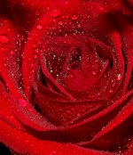 Red Rose on Stone Tree #2  9-1-2016.jpg
