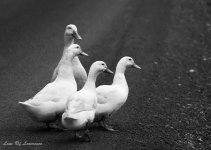 Quack quack-9210.jpg