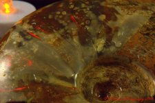 Opalized Ammonite 9-2-2016.jpg