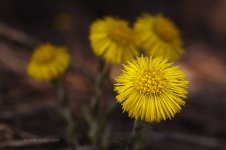 fleur 3.jpg