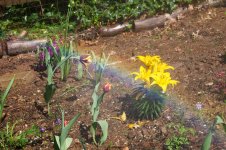 115-rainbow garden.jpg