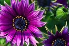 116-African Daisy.jpg