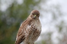 Hawk.JPG