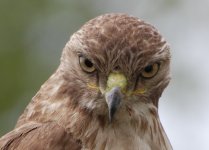 Hawk closeup.JPG