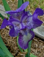 Blue Iris Two.jpg