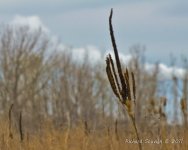 DSC_4630.jpg