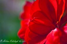 _DSC0122-Edit.jpg