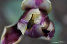 120-Tulip.jpg