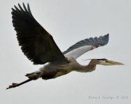 DSC_5340.jpg