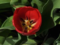 5-1-11 First Tulip.jpg