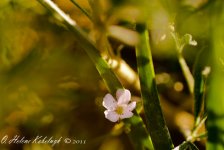 _SSC0090.jpg