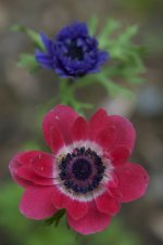 123-flower unkown.jpg