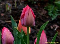 May 3, 2011 10-10.jpg