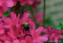 124-bee.jpg