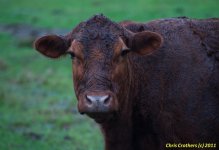 5-4-11 Wet Cow.jpg