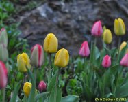 DSC_1715.jpg