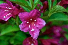 Red Flower.jpg