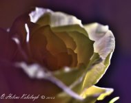 _DSC0193-Edit.jpg