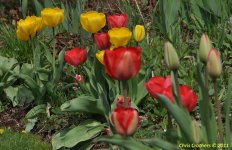 DSC_0012.jpg