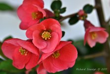 DSC_5463.jpg