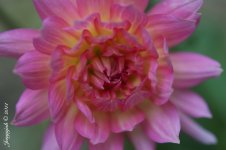 128-Dahlia.jpg