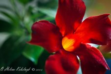 _DSC0237-Edit-2.jpg