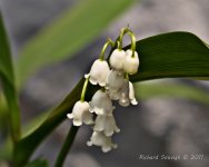 DSC_5488.jpg