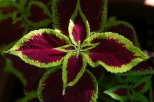 130-Coleus.jpg