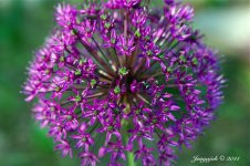 131-Allium.jpg