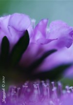 132-Pin cushion flower.jpg