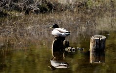 Duck on a stump3.jpg