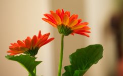 134-Gerbera Daisy.jpg